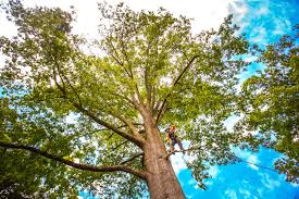Simpsonville, SC Tree Care Company