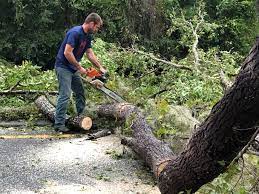 Best Tree Cabling and Bracing  in Simpsonville, SC