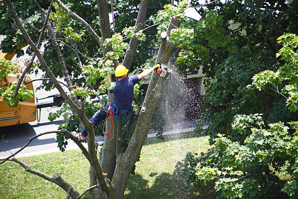 Best Hazardous Tree Removal  in Simpsonville, SC