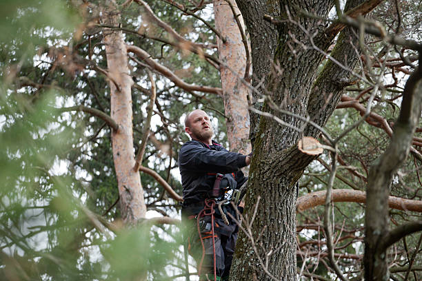 Best Tree Maintenance Programs  in Simpsonville, SC